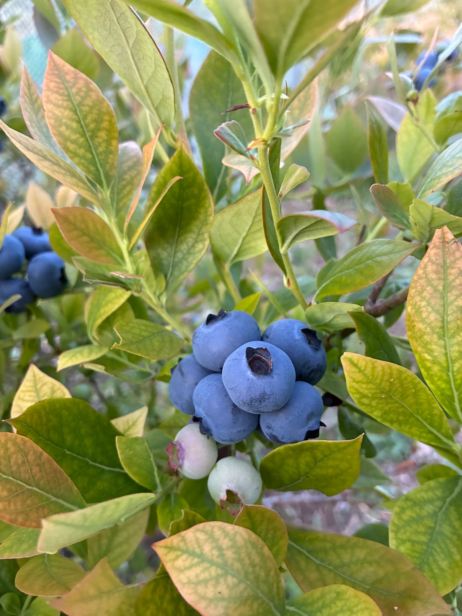 果粉をまとったユーリカの大粒の実