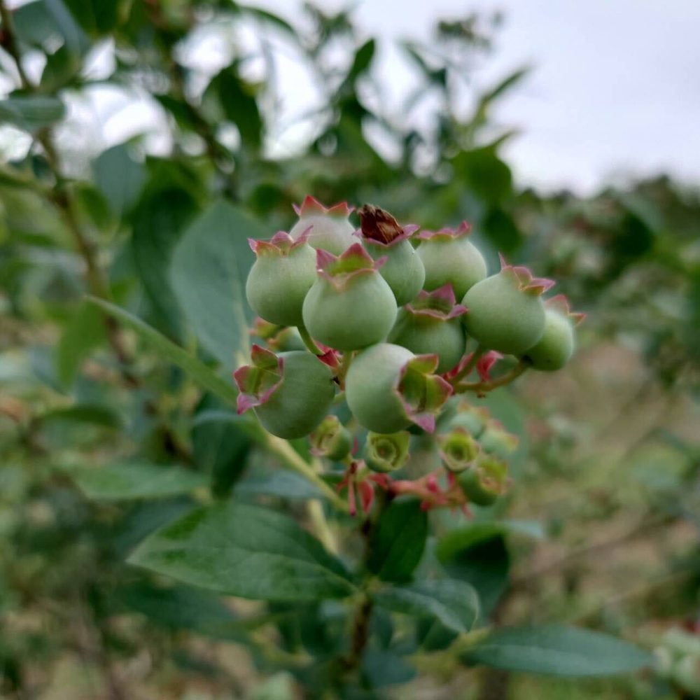 畑では花が終わり、実が育っています 2